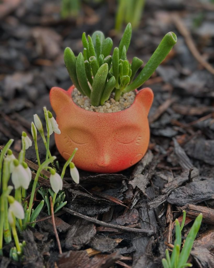 Beyond Boba Showcase