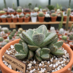 Adromischus