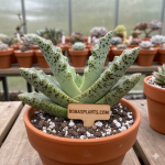 Adromischus cooperi