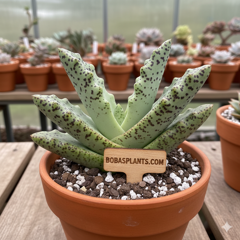 Adromischus maculatus