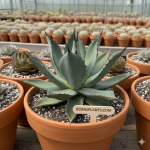 Agave americana