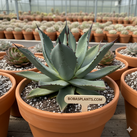Agave