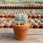 Astrophytum myriostigma
