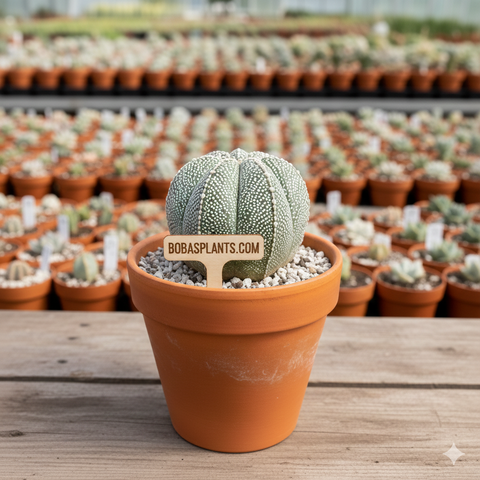 Astrophytum myriostigma