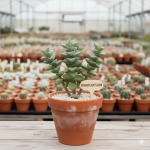 Stacked rosettes of green leaves with red edges; produces small star-shaped flowers in summer.