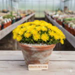 Delosperma nubigenum