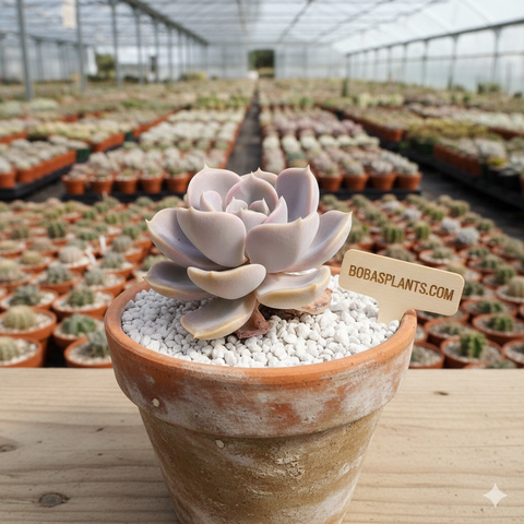 Echeveria ‘Lola’