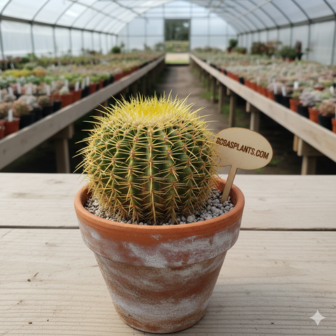 Golden Barrel Cactus