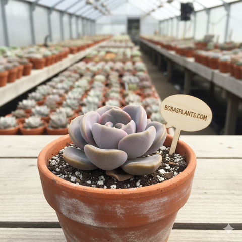 Graptopetalum amethystinum