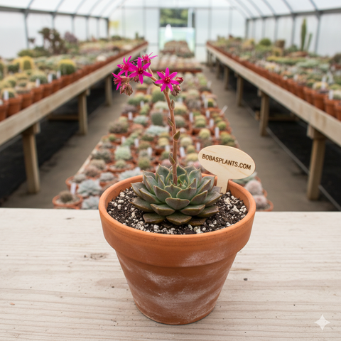Graptopetalum bellum