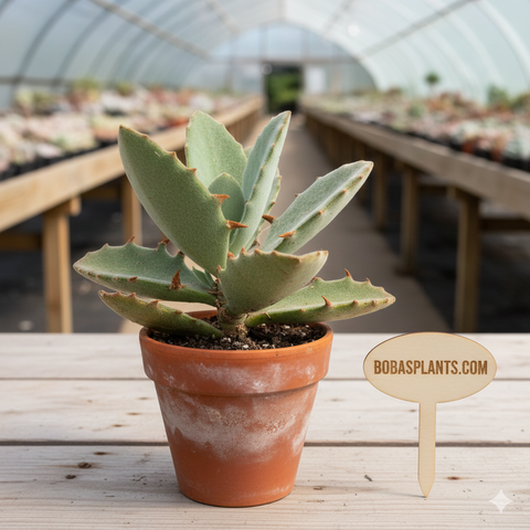 Kalanchoe beharensis