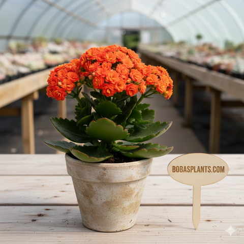 Kalanchoe blossfeldiana