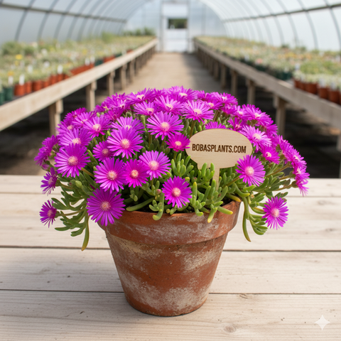 Lampranthus spectabilis