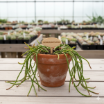 Lepismium cruciforme