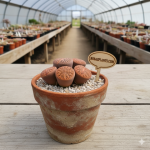 Lithops aucampiae