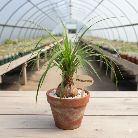 Ponytail Palm