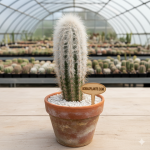 Vatricania guentheri