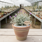 Vernonia cinerascens