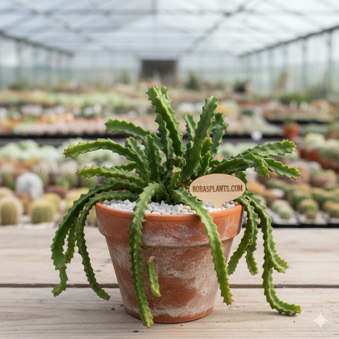 Weberocereus tonduzii