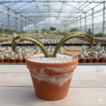 Welwitschia mirabilis