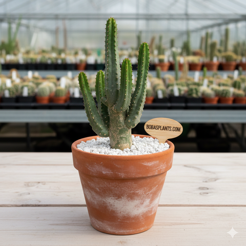 Wollastonii euphorbia