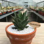 X Gasteraloe ‘Green Ice’