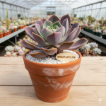 X Graptoveria ‘Fred Ives’