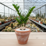 Zamioculcas zamiifolia