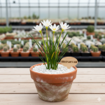 Zephyranthes candida