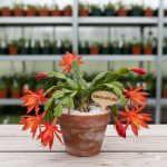 Zygocactus ackermannii