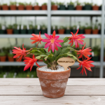 Zygocactus truncatus