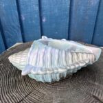 An iridescent hand-cast planter shaped like a large conch shell with a seafoam blue and pink pearlescent finish, resting on a dark wood grain surface against a blue wooden wall.