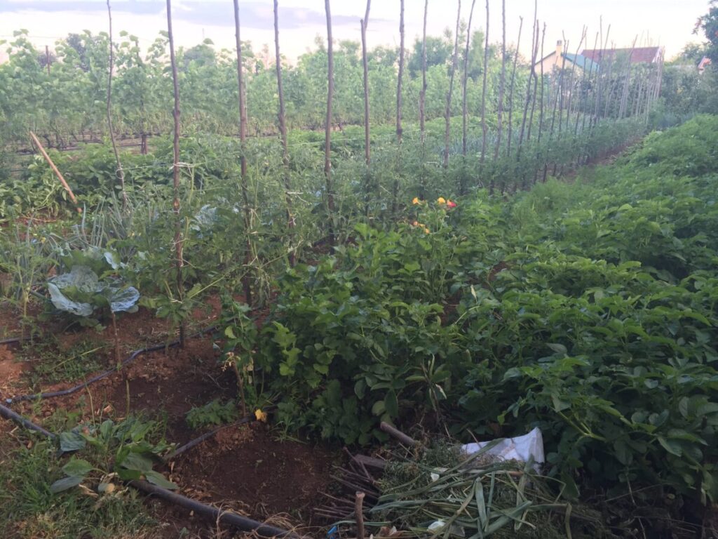 Garden in Montenegro