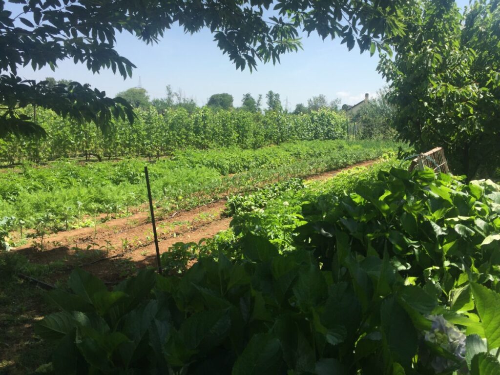 Garden In Montenegro