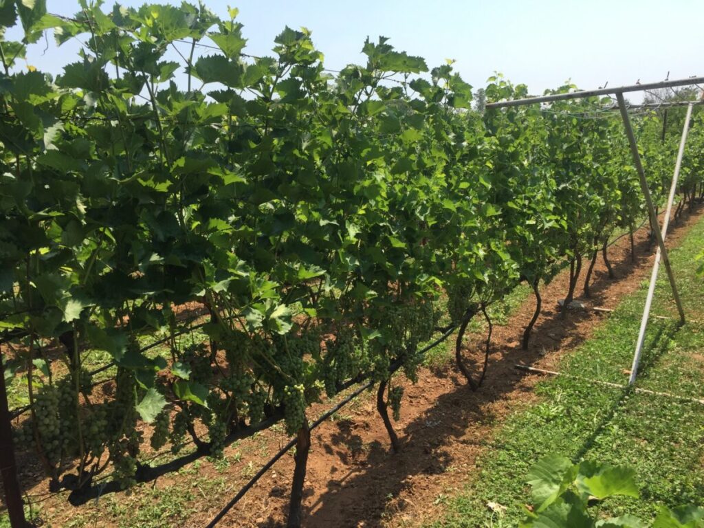 Garden In Montenegro