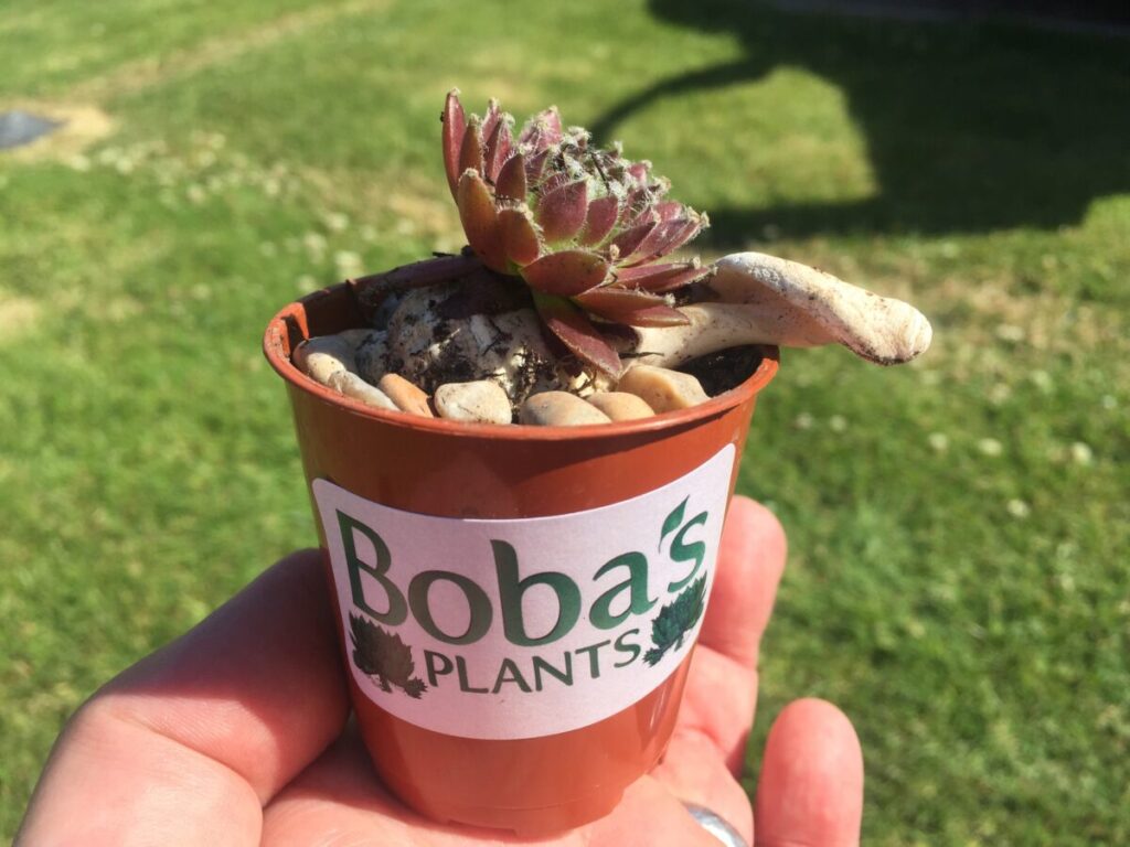 Bobas Plants Original