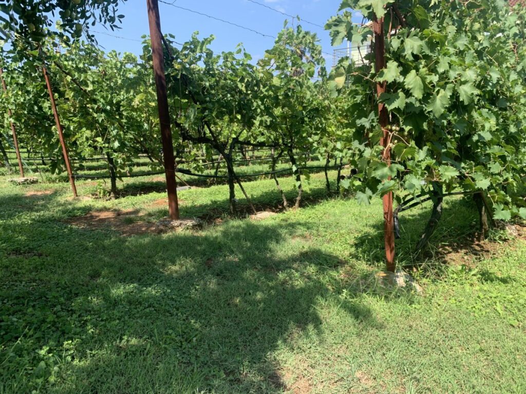 Grapes in the garden