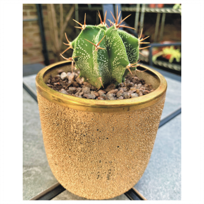 Gold Effect Glass Cactus Planter