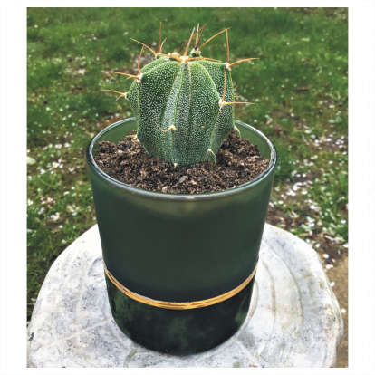 Green Velvet Glass Cactus Planter