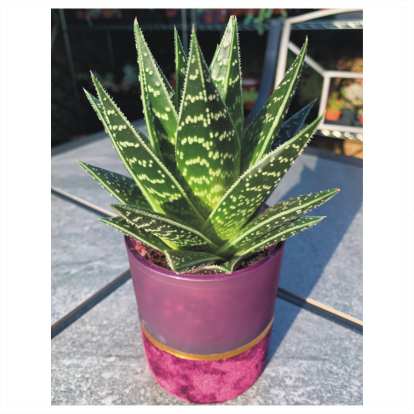Purple Velvet Glass Aloe Planter