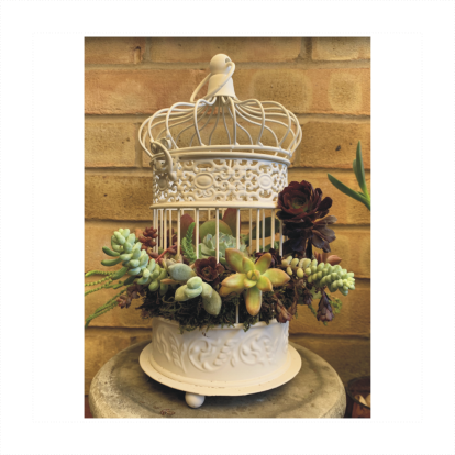 Romantic Birdcage With Assorted Succulents Nest
