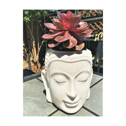 White Ceramic Buddha Head Planter with Echeveria ‘Purple Pearl’